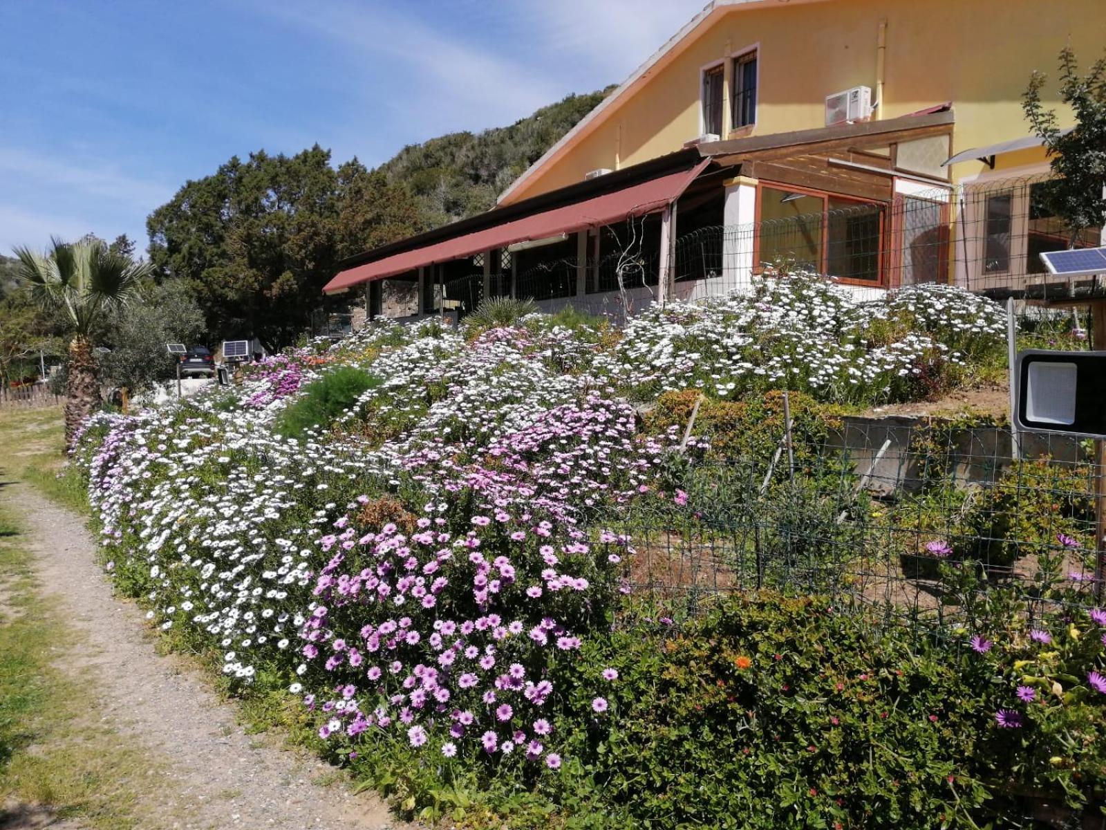 Hotel Il Lentischio Cala Sapone Exterior foto